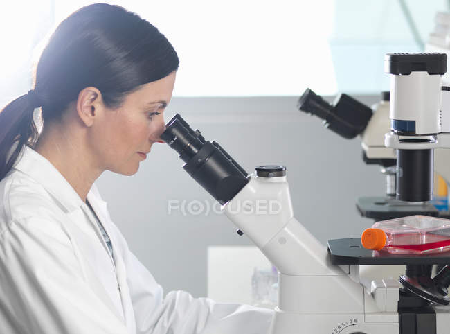 Scienziati che osservano colture al microscopio invertito per la ricerca medica e farmaceutica — Foto stock