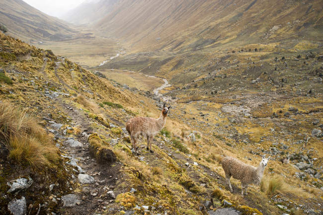 Llamas en montée au col de la montagne — Photo de stock