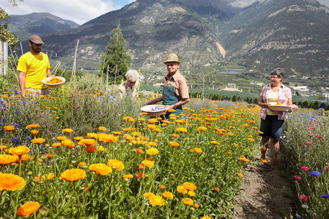 Літні люди збирають квіти в полі — стокове фото