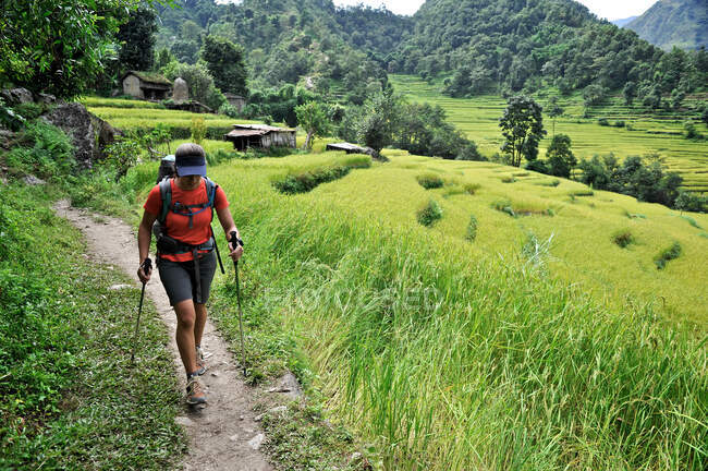 Mujer treks a lo largo de la pista a través de terrazas de arroz, Bahundanda, Nepal - foto de stock