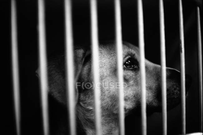 Собака в клітці у собачому фунті — стокове фото