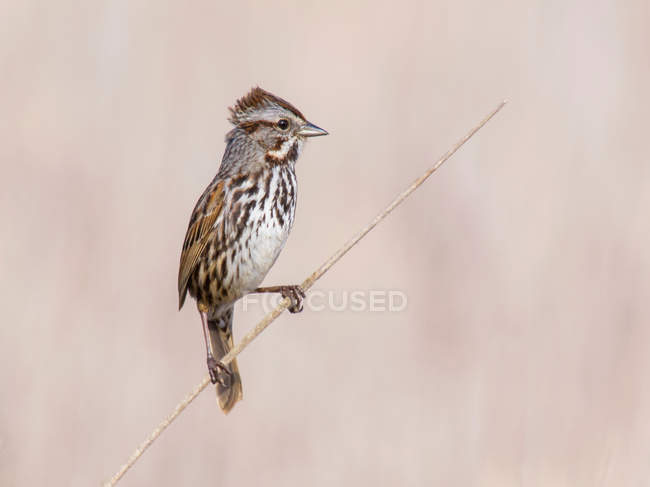 Song sparrow bird perching on tiny twig — Stock Photo