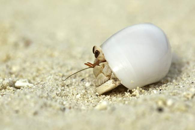 Granchio eremita in guscio sulla sabbia, colpo da vicino — Foto stock
