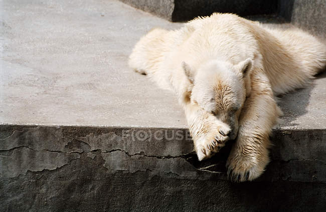 Orso polare addormentato — Foto stock