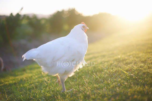 Белая курица в лучах солнца — стоковое фото