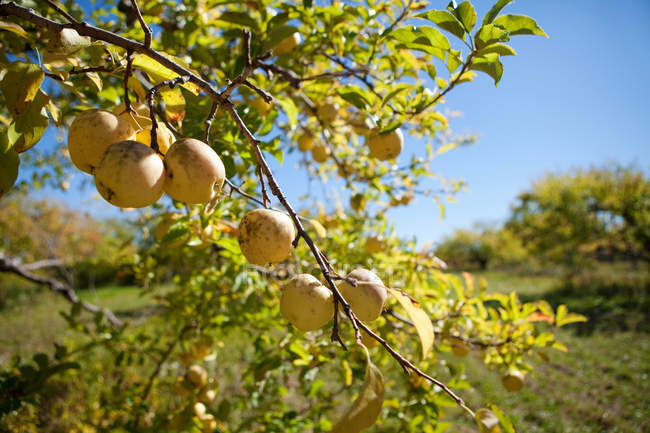Спелые яблоки на ветвях деревьев в солнечном свете — стоковое фото