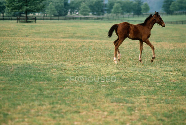 Brown foal running on green grass — Stock Photo