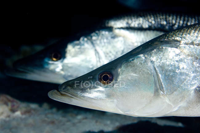 Gros plan de deux poissons snook nageant sous l'eau — Photo de stock