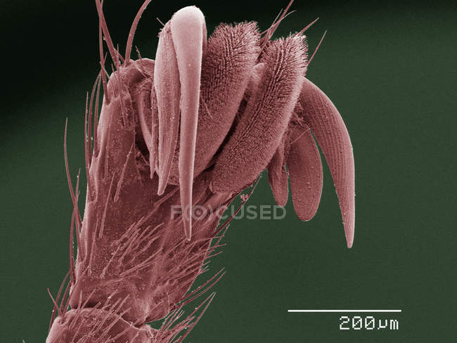 Micrografía electrónica de barrido coloreada de la mosca del piojo - foto de stock
