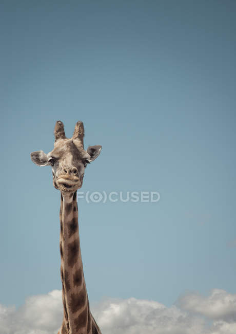 Vista frontal da girafa com céu azul no fundo — Fotografia de Stock