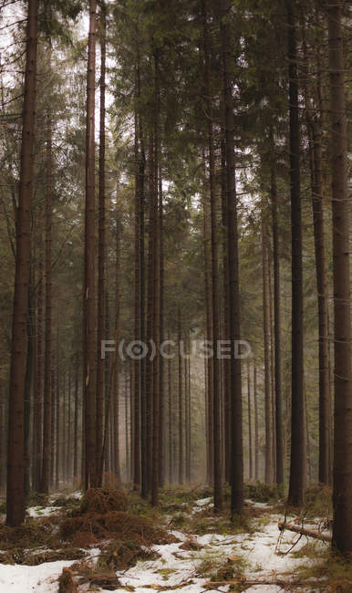 Fir tree forest in winter, Spindleruv Mlyn, Czech Republic — Stock Photo