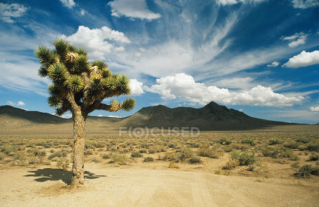 Josué Árvore no Vale da Morte — Fotografia de Stock