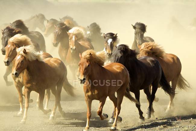 Cavalli icelandici che corrono su terreni polverosi — Foto stock
