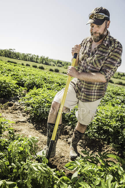 Schräger Blick auf Mann, der im Gemüsegarten gräbt — Stockfoto