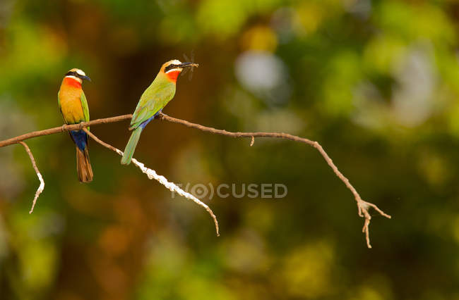 Two white-fronted bee-eaters — Stock Photo