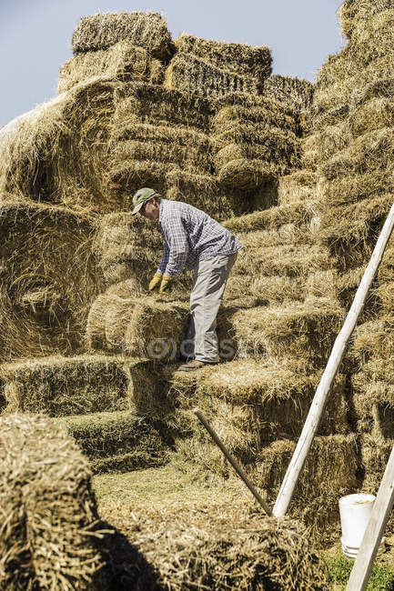 Side view of man on haystack stacking bales — Stock Photo