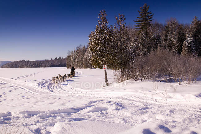 Собачья стая тянет сани в снежный пейзаж — стоковое фото