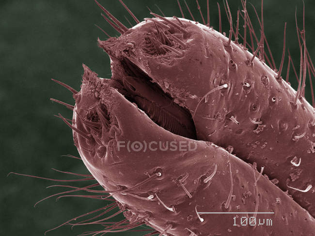 Coloured scanning electron micrograph of spittlebug — Stock Photo
