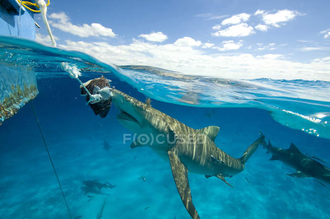 Vista subaquática do tubarão-limão comendo isca pendurada no barco, Tiger Beach, Bahamas — Fotografia de Stock