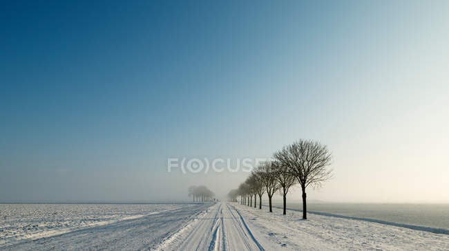 Árvores ao longo de estrada rural nevada — Fotografia de Stock