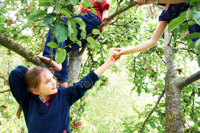 Kinder pflücken Früchte im Baum, selektiver Fokus — Stockfoto