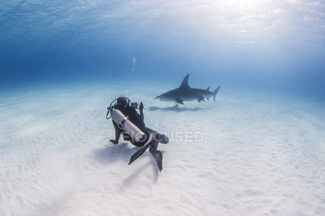 Дайвер плавает с акулой-молотом, вид на море — стоковое фото