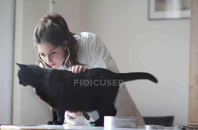 Veterinario examinando gato negro - foto de stock
