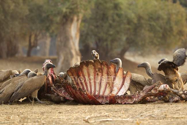 Vista frontale di avvoltoi dorsi bianchi sullo scheletro di bufalo — Foto stock