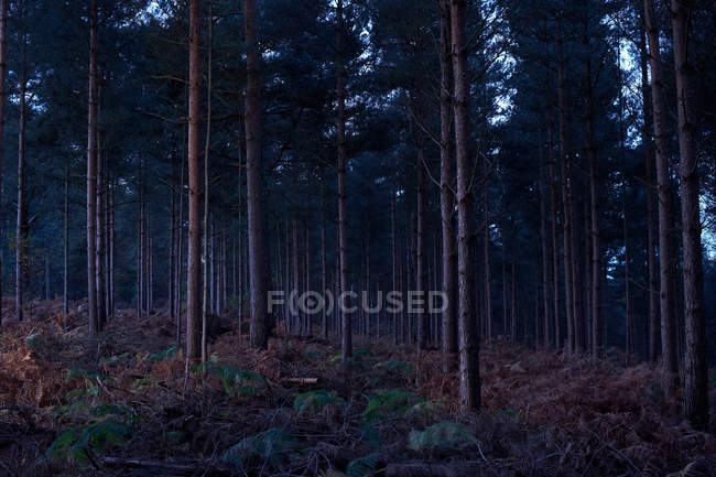 Rural forest at evening dusk, surrey, united kingdom — Stock Photo