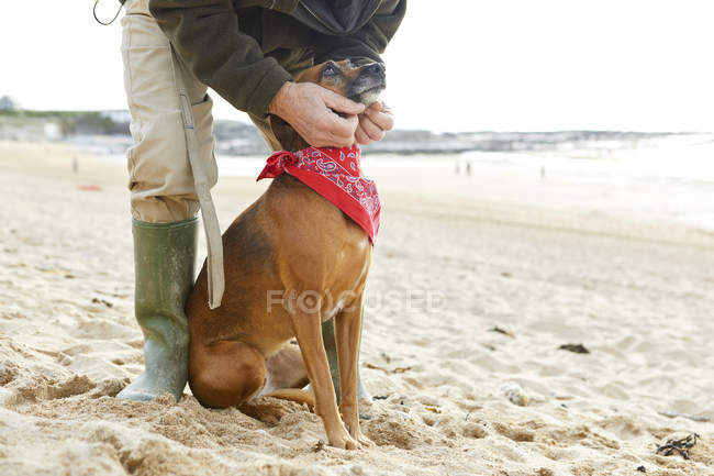 Человек и собака на пляже, залив Константин, Корнуолл, Великобритания — стоковое фото