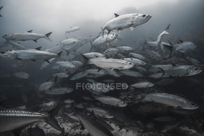 Unterwasseraufnahmen von Meereslebewesen, Nahaufnahme — Stockfoto