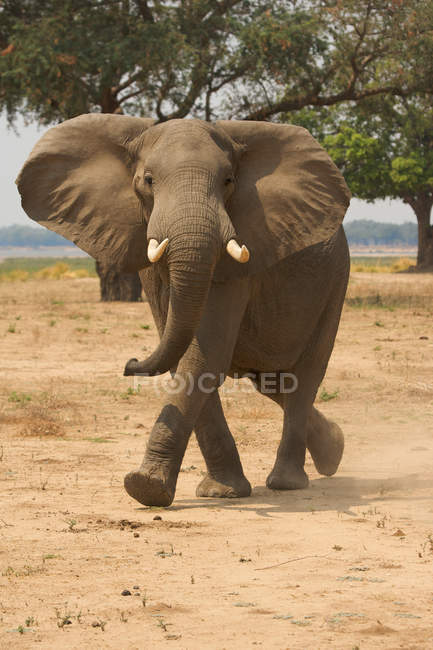 Elefant an Manapools — Stockfoto