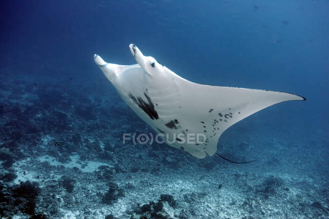 Giant manta ray swimming in coral — Stock Photo
