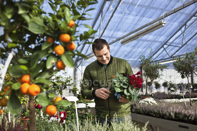 Giardiniere che lavora con fiori in serra — Foto stock