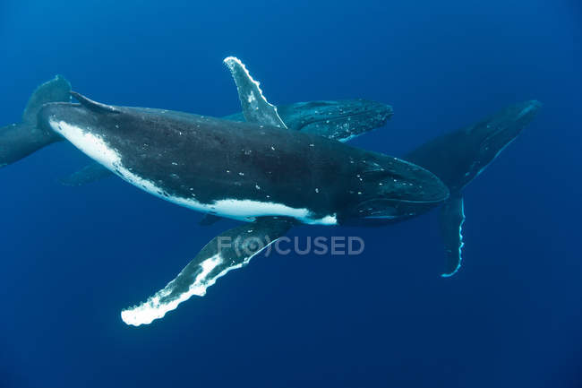 Verhalten von Buckelwalen, Unterwasserblick — Stockfoto