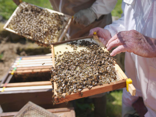 Beekeepers with honey combs — Stock Photo