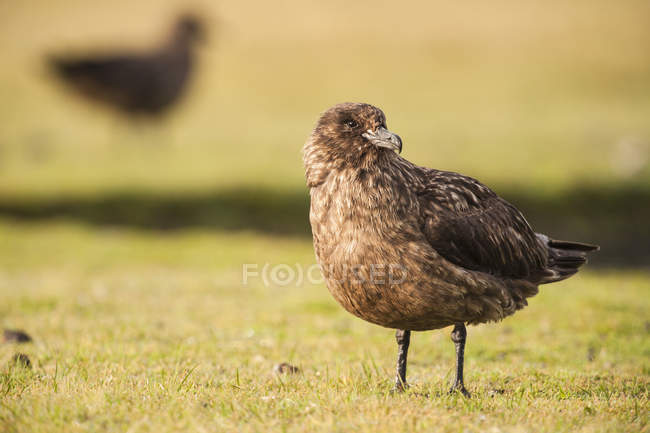 Bonxie bird standing on grass and looking away — Stock Photo