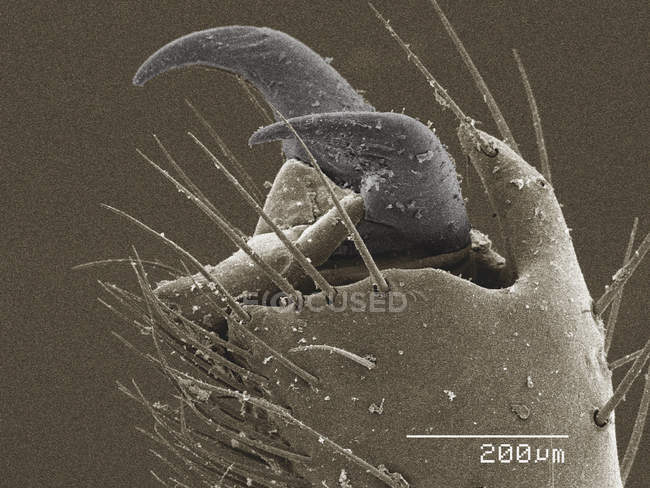Цветной сканирующий электронный микрограф когтя скорпиона — стоковое фото