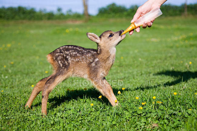 Woman feeding fawn with bottle of milk — Stock Photo