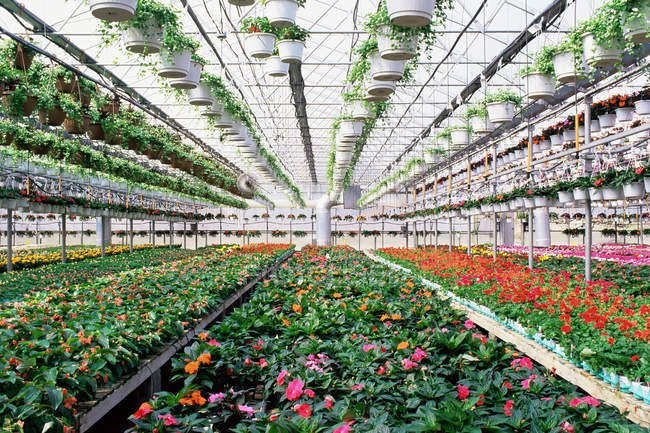 Invernadero industrial con flores en crecimiento - foto de stock