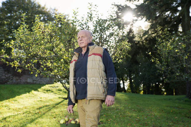 Hombre mayor llevando cubo de manzanas - foto de stock