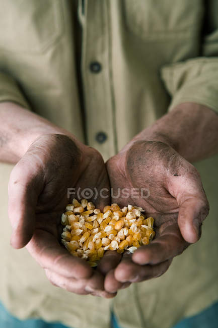 Imagen recortada de Persona sosteniendo maíz - foto de stock