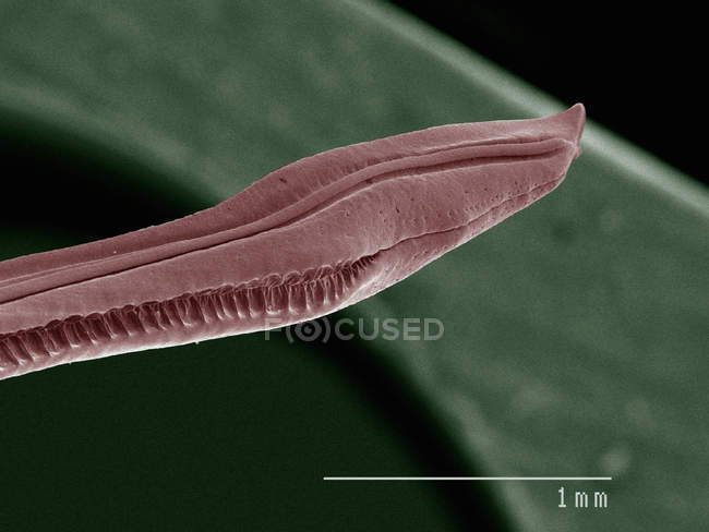 Micrographie électronique à balayage coloré du criquet domestique — Photo de stock