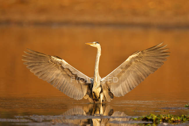 Grey heron bird landing lakeside in sunlight — Stock Photo