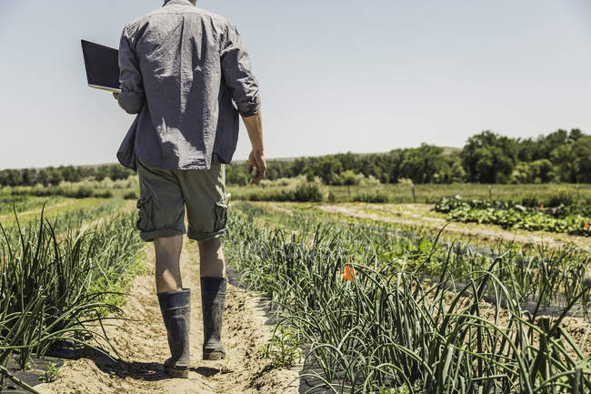 Rear view of man walking in vegetable patch carrying laptop — Stock Photo