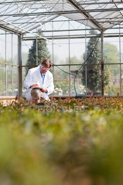Homme inspectant les plants en pépinière — Photo de stock