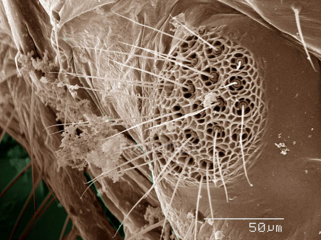 Micrografía electrónica de escaneo coloreada de Psocoptera - foto de stock