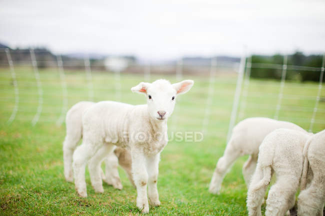 Lindo corderos en verde pradera hierba - foto de stock