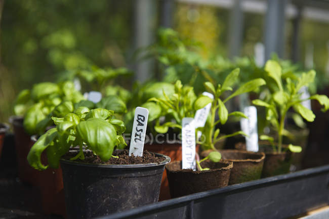 Close up of Homegrown basil in pots — Stock Photo