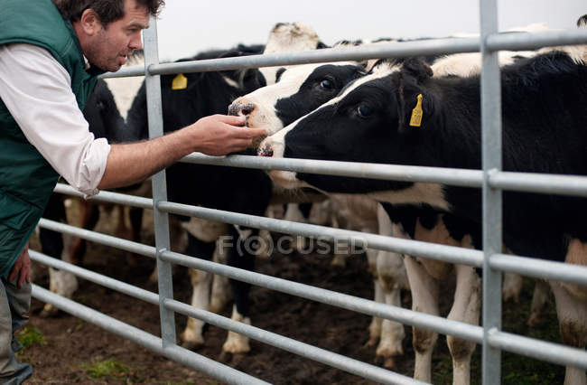 Фермер трогает коров на ферме — стоковое фото